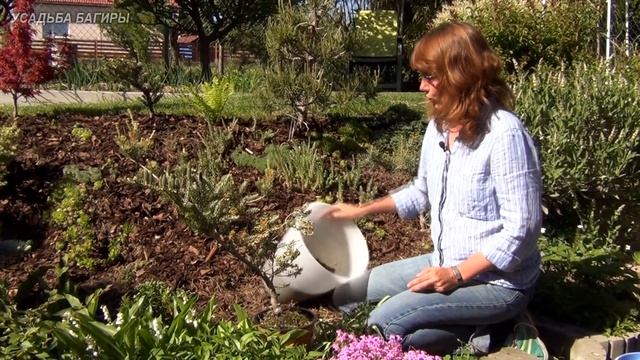 Пихта. Посадка и уход.