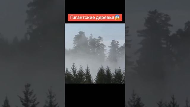 Хотели бы на участке иметь такое дерево? смотреть онлайн
