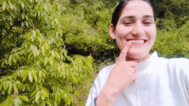 Guchhi Mushrooms???(Morchella Esculenta) #trending #chamba #chambavalley #himchalpradesh смотреть онлайн