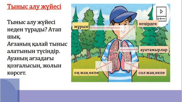 3 сынып жаратылыстану Тыныс алу мүшелері 2 тоқсан №21 сабақ смотреть онлайн