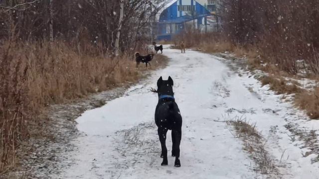 Кане Корсо и собаки