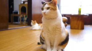 Кошачьи НОВОСТИ.Смешные видео про животных.