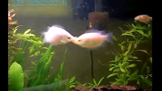 Целующийся гурами 2 Karasik kiev ua смотреть онлайн