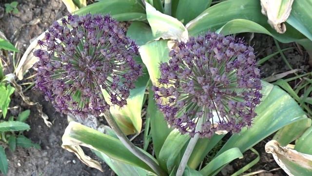 Allium ´Ostara´ смотреть онлайн