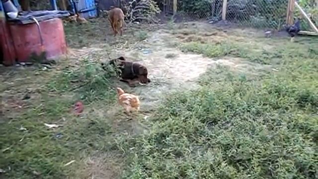 10 минут из жизни нашего двора как ведут себя собаки с курами поедание дынь и наглые петухи смотреть онлайн