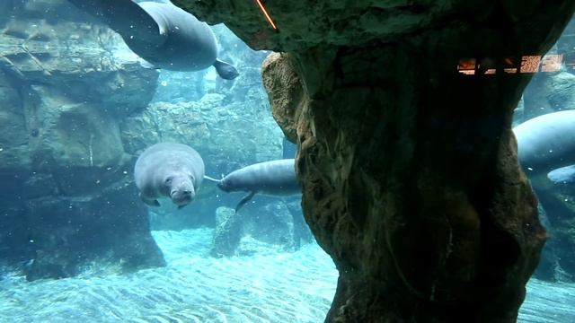 Ламантин плавает смотреть онлайн