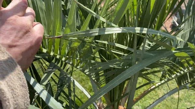 Palmy a Zahrady s.r.o. - odstranění skleníků - Glasshouse removal - 4.4.2020. - Butia Capitata. смотреть онлайн