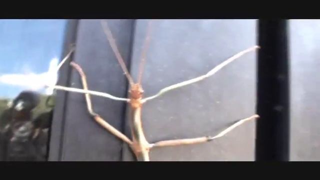 GIANT STICK BUG INSECT-Heteropteryx-Phasmatodea смотреть онлайн