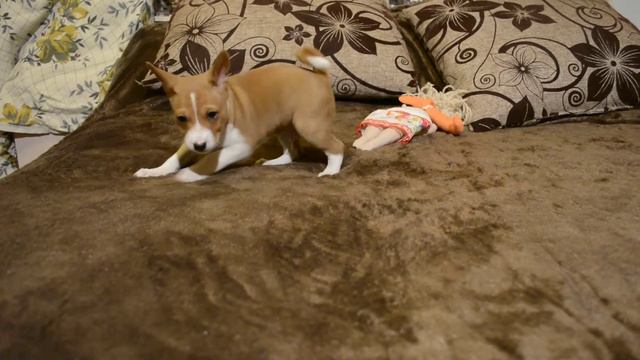 SK Saimon смотреть онлайн