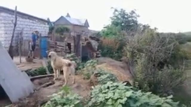 самые преданны что ни есть порода собак (молдавская пастушья овчарка) смотреть онлайн
