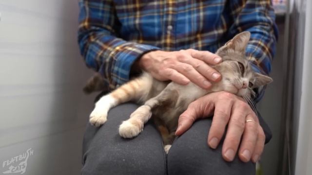 Street Cat Rescue: Kirby смотреть онлайн