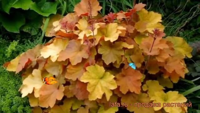 Гейхера гибридная Карамель (heuchera caramel) ? обзор: как сажать, рассада, саженцы гейхеры Карамел смотреть онлайн