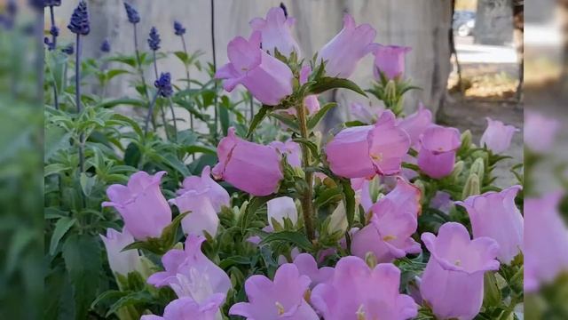 CAMPANULA MEDIUM смотреть онлайн