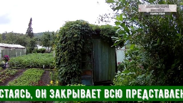 Декорация старой постройки девичьим виноградом смотреть онлайн