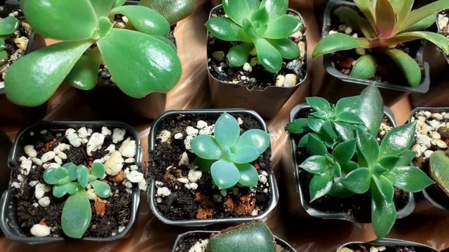 Детки суккулентов подрастают. смотреть онлайн