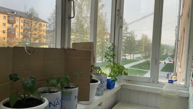 ОГОРОД НА БАЛКОНЕ 2023 || 04.05.2023 #огороднабалконе смотреть онлайн