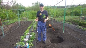 ПОСАДКА ВЕГЕТИРУЮЩЕГО САЖЕНЦА ВИНОГРАДА.