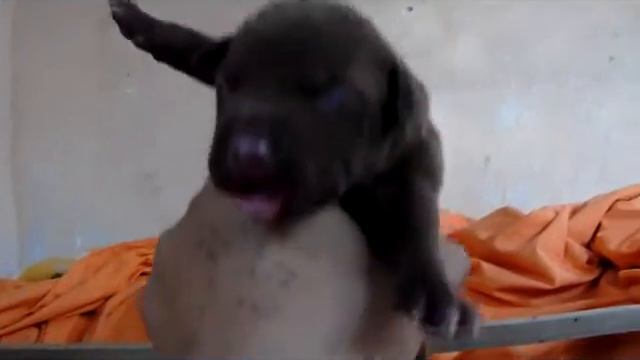 GAME DOGS Predador pitbull kennels colombia смотреть онлайн
