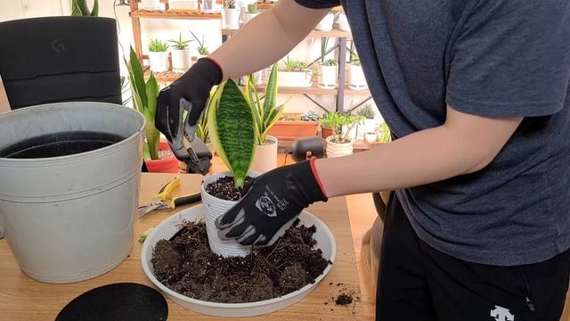 How to grow "Futura Superba" like a "Whale Fin" (Sansevieria repot) смотреть онлайн