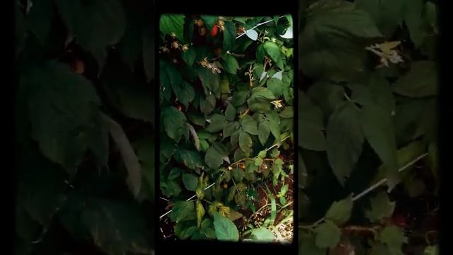 Малина.Польща . як росте малина у Польщі 2016 збір малини у Польщі смотреть онлайн