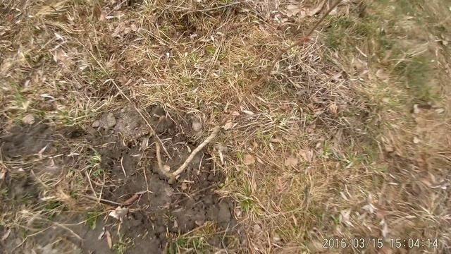 Прививка фундука на медвежьем орехе смотреть онлайн