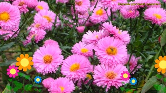 Астра новобельгийская Патриция Баллард. Краткий обзор, описание aster novi-belgii Patricia Ballard смотреть онлайн