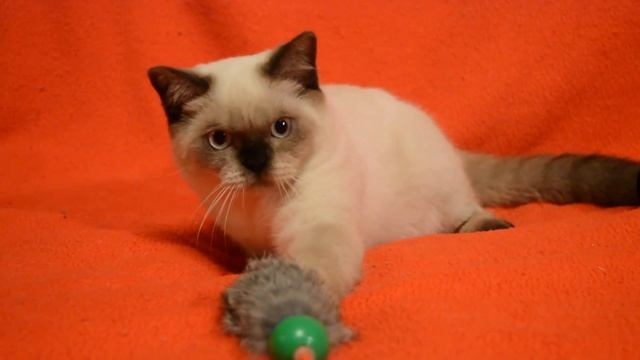 Предлагаем: котята для Вас! Шотландский котик-подросток окраса сил-поинт. смотреть онлайн