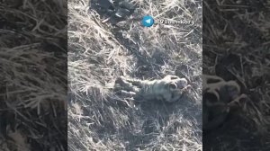 Наш раненый боец пытается вытащить из-под огня своего тяжелораненого товарища