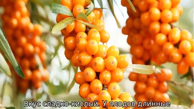 Облепиха: сорта смотреть онлайн