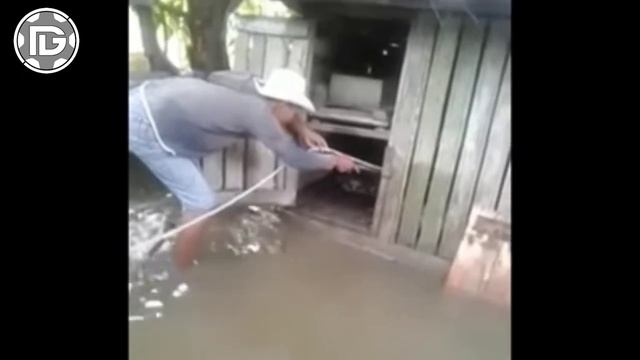 Inilah Ular Piton Terbesar di indonesia Yang Terekam kamera смотреть онлайн