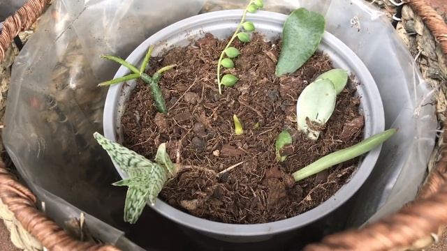 Пересадка и укоренение комнатных цветов 21.04.2022 смотреть онлайн