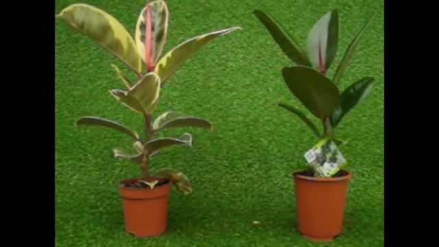 Ficus Robusta, Cuidados