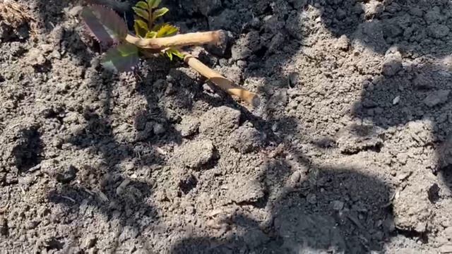 Неужели розы из питомника прижились?!