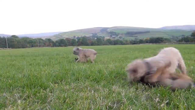 Border Terrier Puppy Play Time смотреть онлайн
