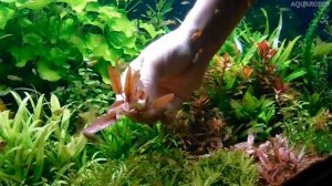 Криптокорина Фламинго | (Cryptocoryne spec."Flamingo").