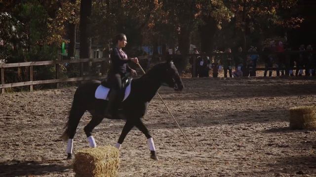 Александр Фельдман о лошадях и о Конном комплексе в экопарке смотреть онлайн