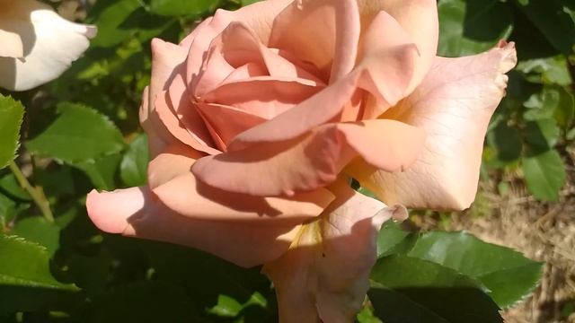 РОЗЫ неоднозначные , но красивые- 4 сорта! Рассказываю, жду вашего мнения #розы смотреть онлайн