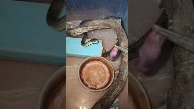 Полоз Оливия активно кушает./кормление змеи. смотреть онлайн