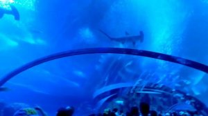 Vlog 17. Chimelong Ocean Kingdom. Самый большой океанариум!