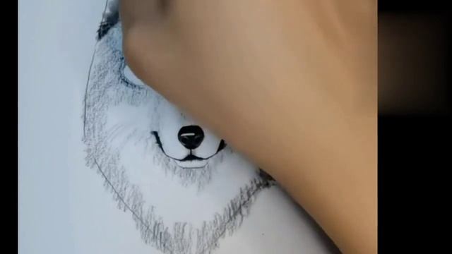 How to draw wolf sketch/how to draw animal sketch/wolf face sketching..... смотреть онлайн