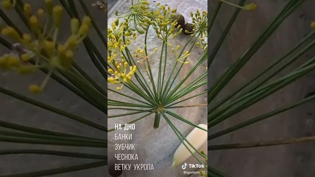 Грибы: волшебный мир природы