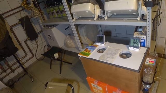 Ждем цыплят Павловской золотистой! смотреть онлайн