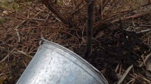 Жимолость  Что нужно сделать с кустом жимолости, для обильного урожая.