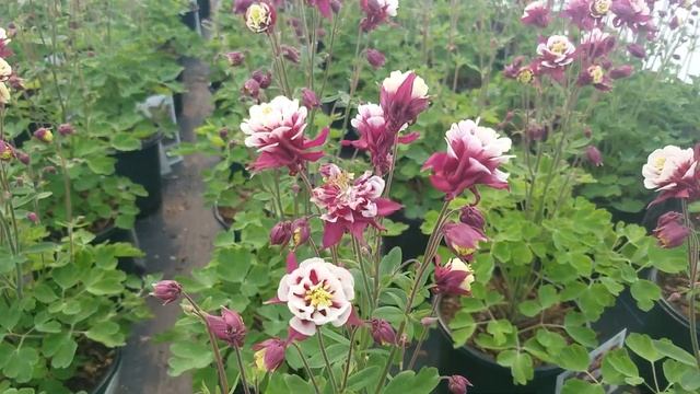 Aquilegia 'Winky Double Red & White' (Columbine) // Superb, spring flowering Perennial смотреть онлайн