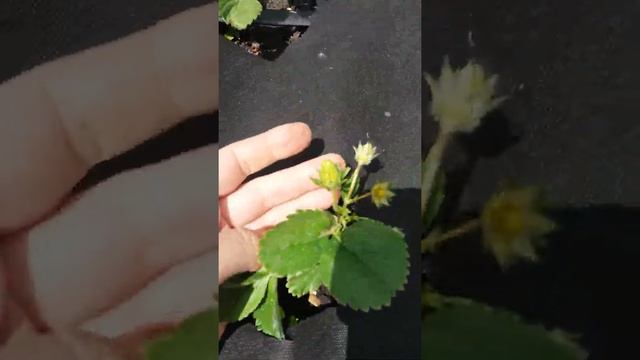 Клубника Сан Андреас