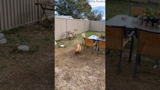 Dog Chases Ball Without Running || ViralHog смотреть онлайн