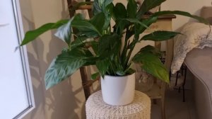 ДОМА ФРАНЦУЖЕНОК В ПРОВАНСЕ - САД СВЕКРОВИ - В ГОСТИ К ФРАНЦУЗАМ