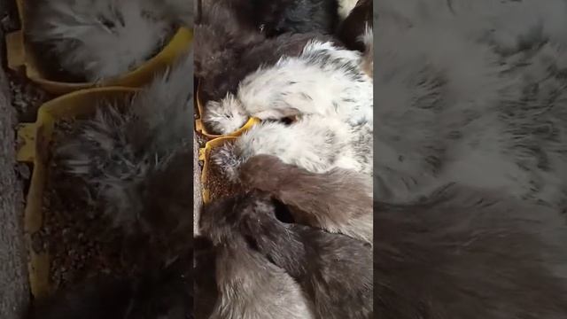Шелковые попки ? #silkiechicken #chicken #farm #дача #куры смотреть онлайн