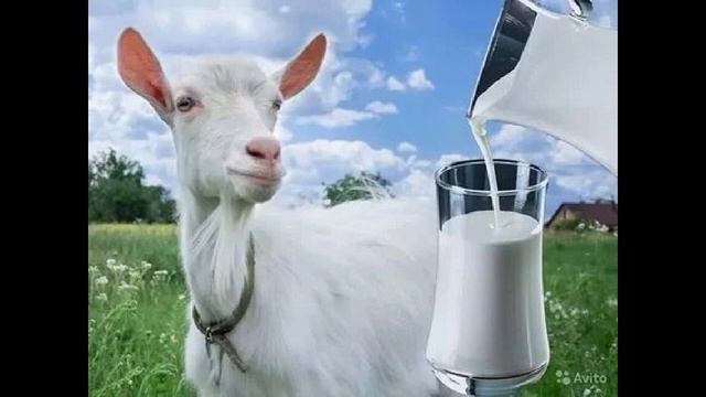 как поможет козье молоко при онкологии и инсультах смотреть онлайн