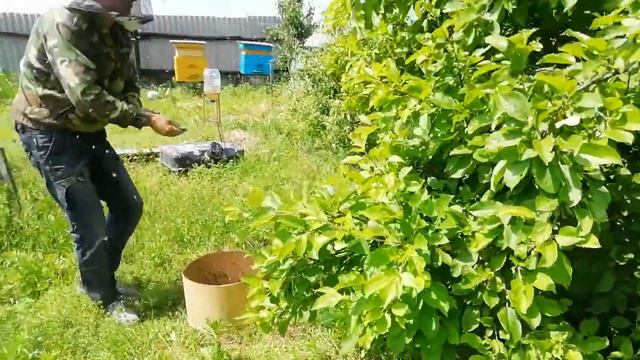 //КАК СНЯТЬ РОЙ ПЧЁЛ С ЯБЛОНИ//Shyatie roya// смотреть онлайн